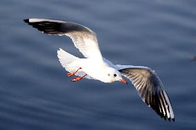 Seagulls Fly Over The Lake In Ajmer - India