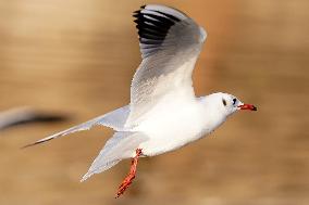 Seagulls Fly Over The Lake In Ajmer - India