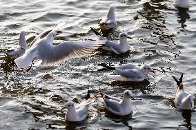 Seagulls Fly Over The Lake In Ajmer - India