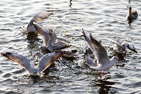 Seagulls Fly Over The Lake In Ajmer - India