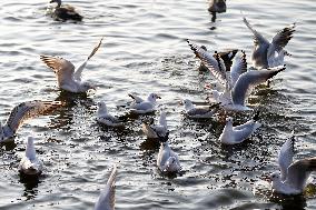 Seagulls Fly Over The Lake In Ajmer - India