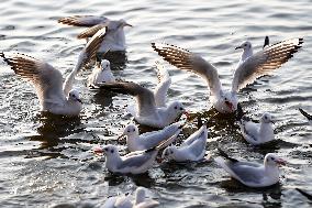 Seagulls Fly Over The Lake In Ajmer - India