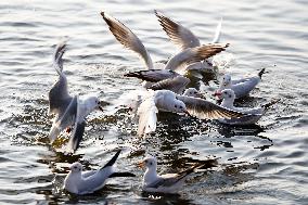 Seagulls Fly Over The Lake In Ajmer - India