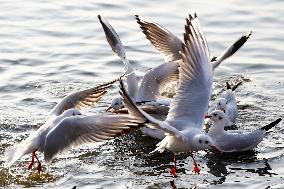 Seagulls Fly Over The Lake In Ajmer - India