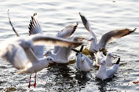 Seagulls Fly Over The Lake In Ajmer - India