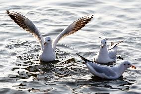 Seagulls Fly Over The Lake In Ajmer - India