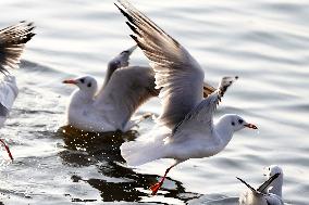 Seagulls Fly Over The Lake In Ajmer - India