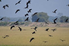 India Wildlife