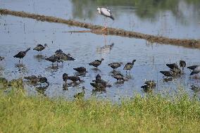 India Wildlife