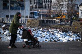 Daily Life In Reykjavík