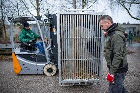 Polar bear Rasputin starting his journey to Denmark