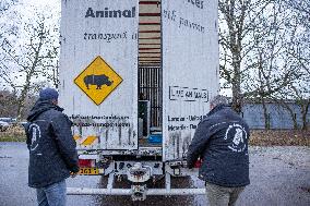 Polar bear Rasputin starting his journey to Denmark