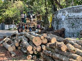 Timber Industry In Kerala