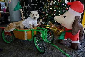 Salmy, The Scientific Dog From The National Autonomous University Of Mexico