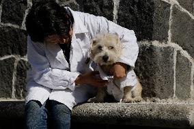 Salmy, The Scientific Dog From The National Autonomous University Of Mexico