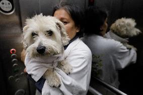 Salmy, The Scientific Dog From The National Autonomous University Of Mexico