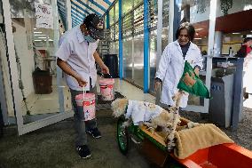 Salmy, The Scientific Dog From The National Autonomous University Of Mexico