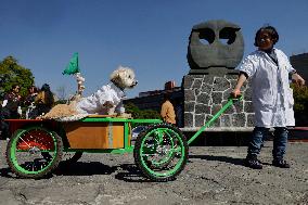 Salmy, The Scientific Dog From The National Autonomous University Of Mexico