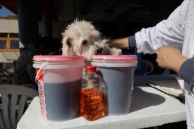 Salmy, The Scientific Dog From The National Autonomous University Of Mexico