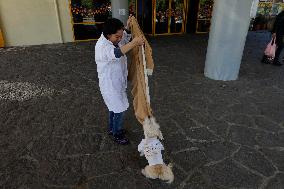 Salmy, The Scientific Dog From The National Autonomous University Of Mexico