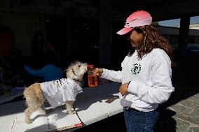 Salmy, The Scientific Dog From The National Autonomous University Of Mexico