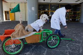 Salmy, The Scientific Dog From The National Autonomous University Of Mexico