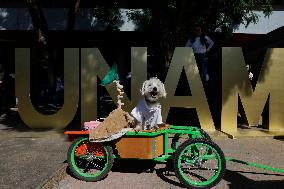 Salmy, The Scientific Dog From The National Autonomous University Of Mexico