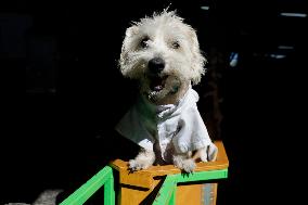 Salmy, The Scientific Dog From The National Autonomous University Of Mexico