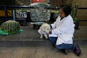 Salmy, The Scientific Dog From The National Autonomous University Of Mexico