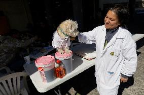 Salmy, The Scientific Dog From The National Autonomous University Of Mexico