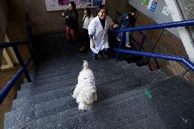 Salmy, The Scientific Dog From The National Autonomous University Of Mexico