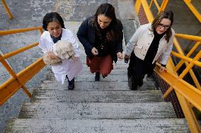 Salmy, The Scientific Dog From The National Autonomous University Of Mexico