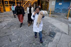 Salmy, The Scientific Dog From The National Autonomous University Of Mexico