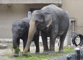 Asian elephants given by Myanmar at southwestern Japan zoo