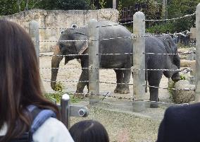 Asian elephants given by Myanmar at southwestern Japan zoo