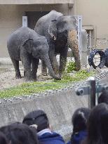 Asian elephants given by Myanmar at southwestern Japan zoo