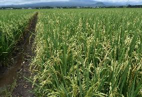 Agricultural Rice Area In Indonesia