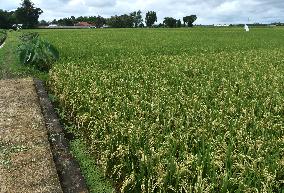 Agricultural Rice Area In Indonesia