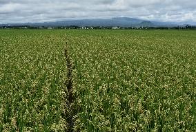 Agricultural Rice Area In Indonesia