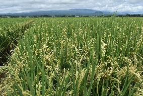 Agricultural Rice Area In Indonesia