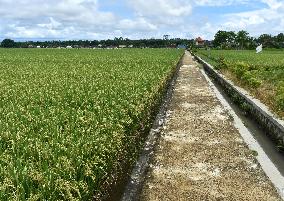 Agricultural Rice Area In Indonesia