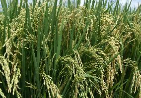 Agricultural Rice Area In Indonesia