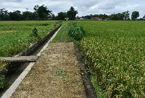 Agricultural Rice Area In Indonesia