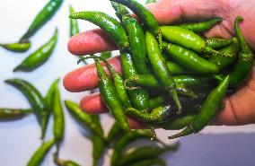 Green Chilli Pepper - Agriculture In India