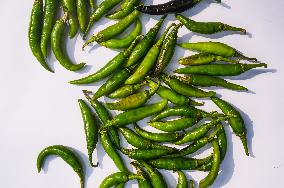 Green Chilli Pepper - Agriculture In India