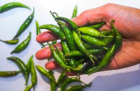 Green Chilli Pepper - Agriculture In India