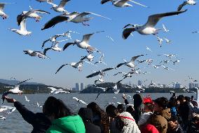 People Feed Red-Billed Gulls - China