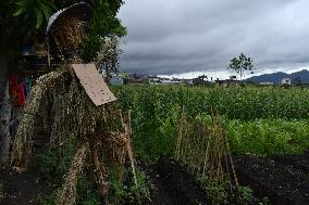 The  Rice Field Security Doll Festival