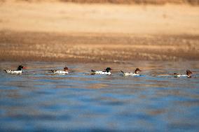 Chinese Merganser