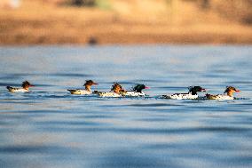 Chinese Merganser